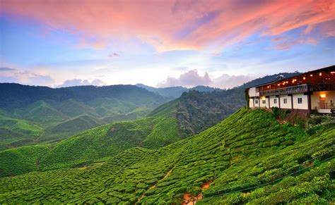 The average yearly temperature ranging from low of 13°c to a high of. Cameron Highlands Tour Package | Flat 15% Off