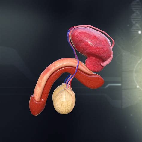 The male reproductive system includes the penis. 3d model human male organ