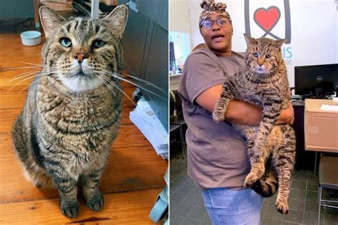Chonk Tabby Cat That Took Internet By Storm Finds New Home