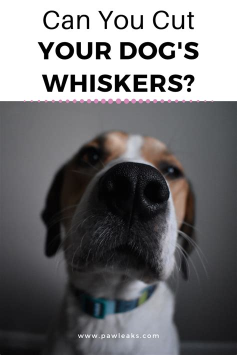 Whiskers allow them to feel where they are. Pin on Dog Health
