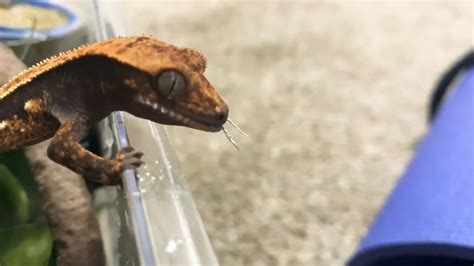Feeding My Baby Crested Gecko A Cricket 🦎 Youtube