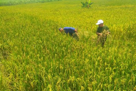 Rumusan dasar negara sebagai cikal bakal dasar negara memiliki tujuan yang sama, yaitu sebagai dasar hukum dalam sistem pemerintahan dan kenegaraan indonesia. Andalkan Pertanian, Indonesia Bisa Jadi Negara ...