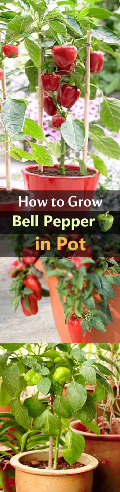 How long does it take to grow a bell pepper? G 4 Gardening: Learn How To Grow Bell Peppers in Containers.