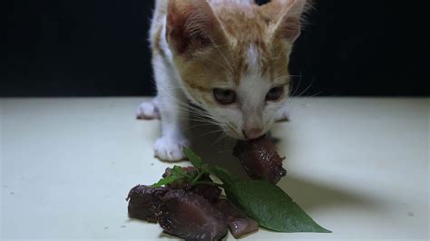 You can safely eat parsley. WoooW Cute Kitten eating raw fish meat! can cat eat raw ...