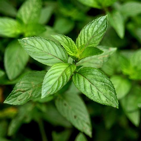 Peppermint 100 Seeds Tsc Heirloom And Op Seeds Non Gmo Untreated