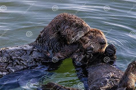 Closeup of Pair of Sea Otters in Ocean. One Kissing, One Looking at