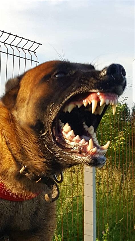 Pin By Lj On Belgian Malinois Scary Dogs Angry Dog Wild Dogs