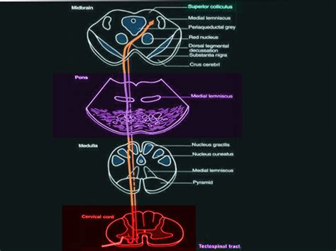 Figure Tectospinal Tract Image Courtesy Ochaigasame Statpearls