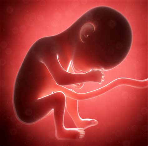 Sintético 99 Foto Desarrollo Del Bebe En El Embarazo Alta Definición Completa 2k 4k