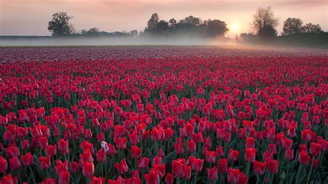 Flowers Field With Red Tulips Sunrise Morning Mist Evaporation