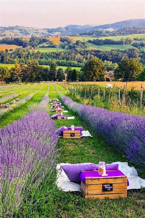 Dinner In Lavander Field Lavender Fields Explore Italy Lavender