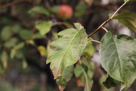 4 Common Apple Tree Diseases