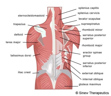 Lower Back Pain Strain Information Sinew Therapeutics