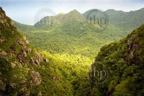 Green African Jungle Landscape With An Old Fallen Tree In