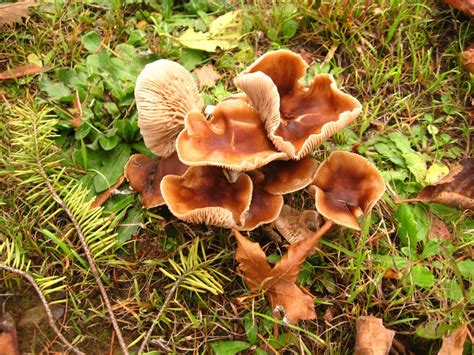 Bluing Psilocybe Mushroom Vancouver Island Bc Gohikingca