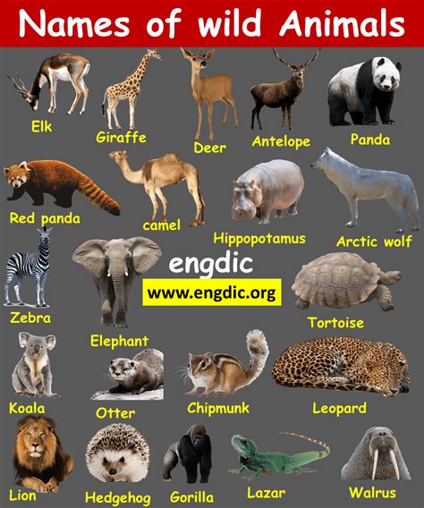 Animal Names Domestic And Wild Animals Pdf Engdic
