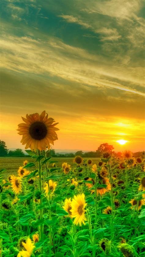 Sunflower Field Wallpaper Backiee