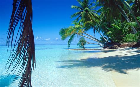 2839694 Nature Landscape Sea Beach Palm Trees Sand