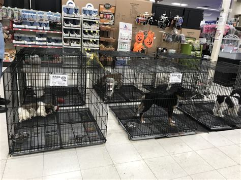Our store also offers grooming, training, adoptions and curbside pickup. Indiana Pet Store/Puppy Mill Connection - Bailing Out Benji