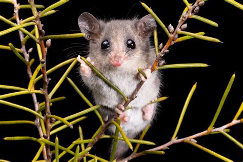 Eastern Pygmy Possum Cercartetus Nanus Sydney New South Flickr
