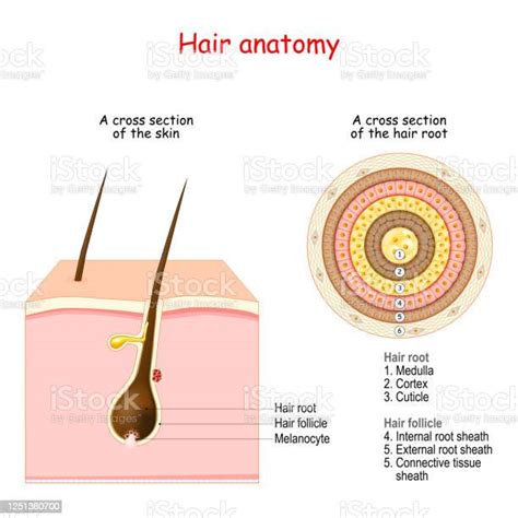 Hair Follicle Structure And Anatomy Stock Illustration Download Image