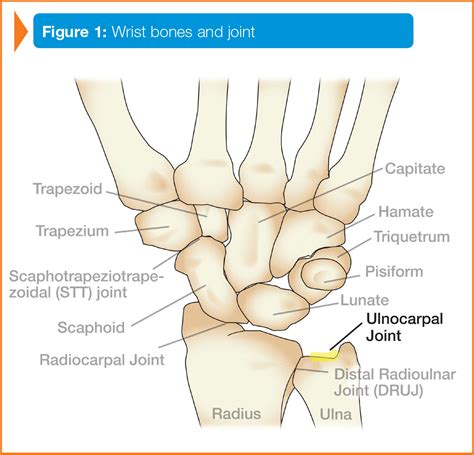Wrist Anatomy Ulnar Side