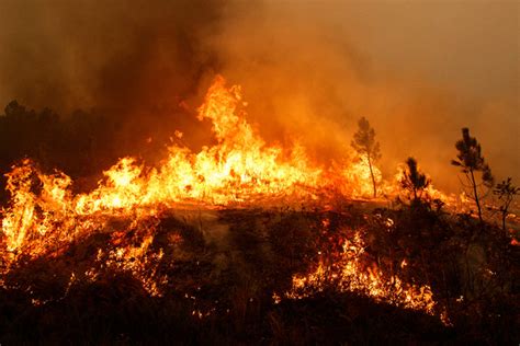 Incendios Devoran Un Millón De Hectáreas De Bosques Ciudadanos En Red