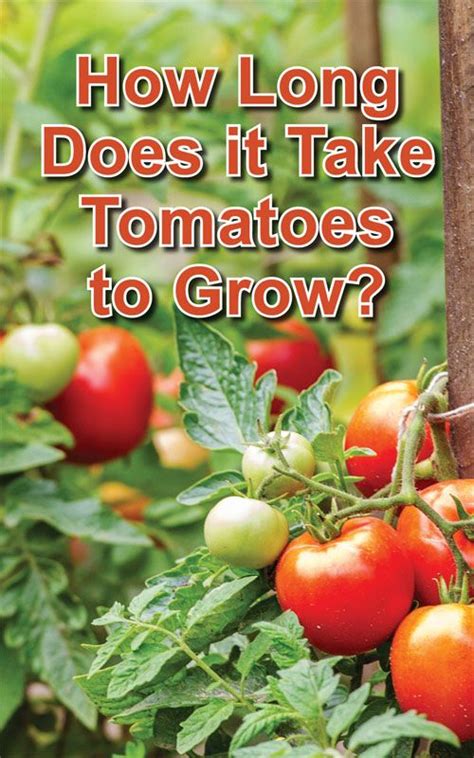 Planting your seeds straight into the medium after a few hours of soaking is fine. How Long Does it Take Tomatoes to Grow? | Growing tomatoes ...
