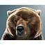 Funny Bear Images Lol Animals Photos Mojly With Face 