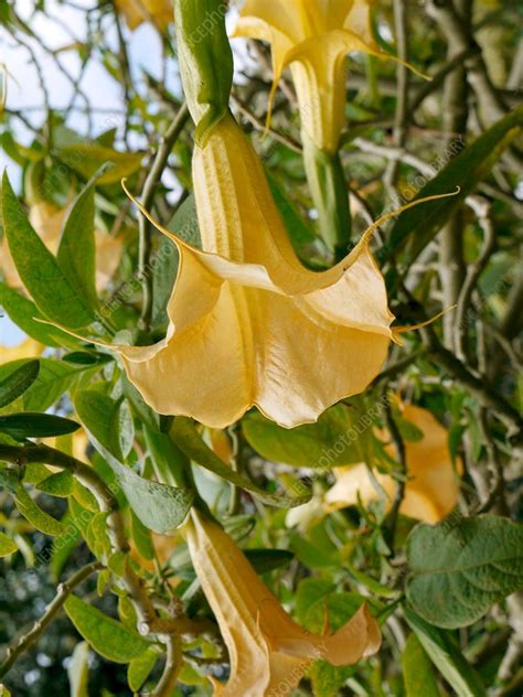 Trumpet Tree Flowers Stock Image C0139474 Science Photo Library