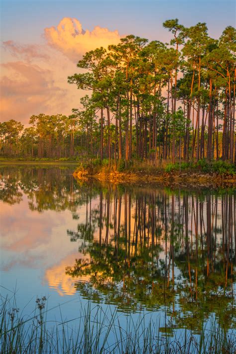 Long Pine Key Sunrise Reflection Everglades Natl Park Print Photos By