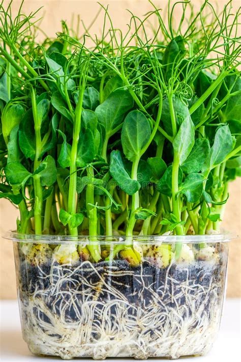 Bunch Of Green Pea Sprouts Growing In Pot For Microgreens Stock Image