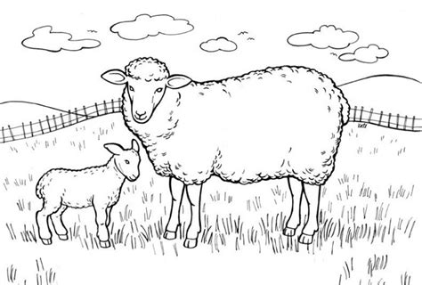 √14 Gambar Mewarnai Domba Untuk Tk Paud Sd
