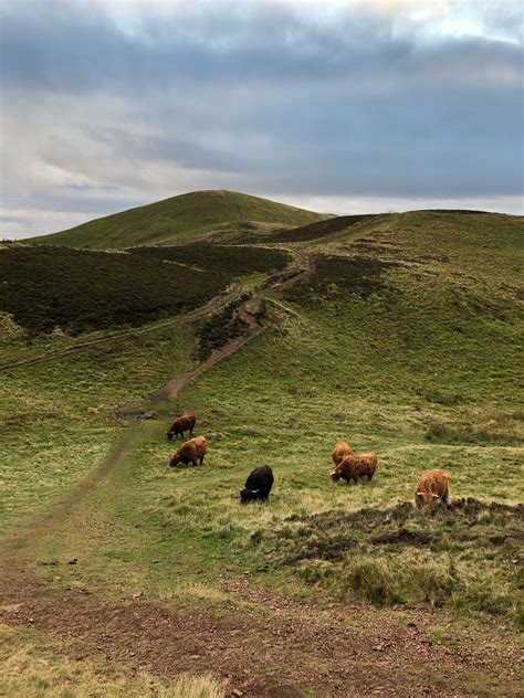 Hairy Coos On The Pentland Hills Redinburgh