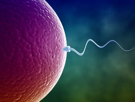 How In Vitro Fertilization Works From Petri Dish To Womb