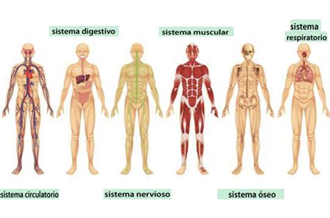 Mapas Conceptuales Anatomia Sistemas Y Aparatos En El Cuerpo Humano Existen Once Sistemas Y
