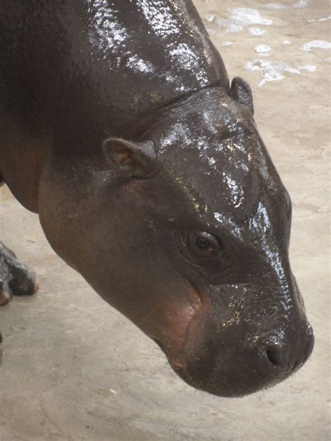 Pygmy Hippo Portrait Zoochat