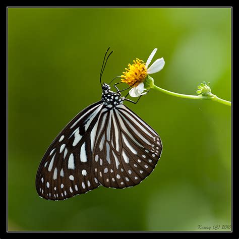 Butterflies Of Singapore Life History Of The Blue Glassy Tiger