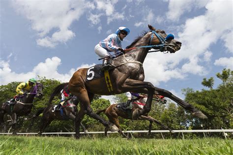 Important Horse Races 2024 - Addy Lizzie