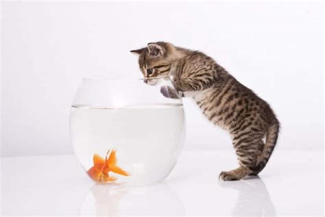 Why Are Cats Attracted To Goldfish Learn Why Fishkeeping Forever