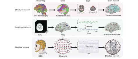 Construction Of Brain Networks From Large Scale Anatomical Functional Download Scientific