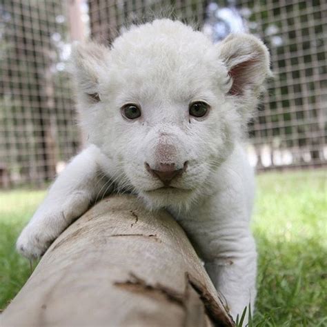 Only The Cutest Baby White Lion Ever 😍 Instagood F4f Animal Cute