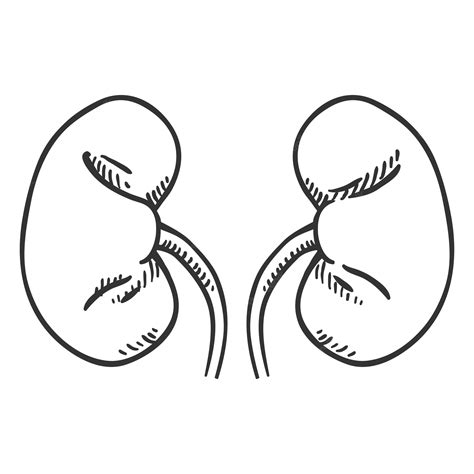Premium Vector Vector Sketch Human Kidneys Anatomical Organ Illustration