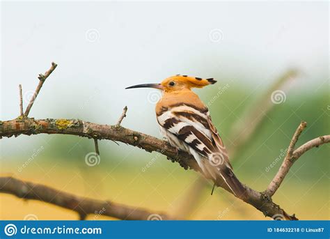 Common Hoopoe Or Upupa Epops The Beautiful Brown Bird On A Tree Branch