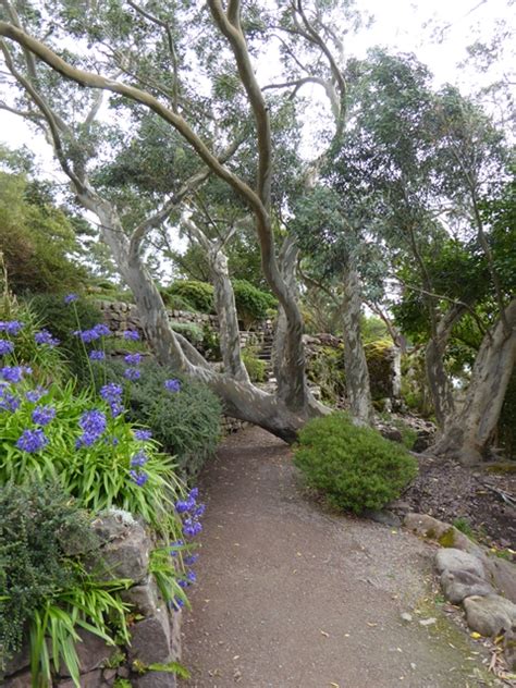 Below is a selection of trees that are under 10m (33ft) and more suitable for smaller gardens and spaces. Overgrown eucalyptus tree © Oliver Dixon cc-by-sa/2.0 ...