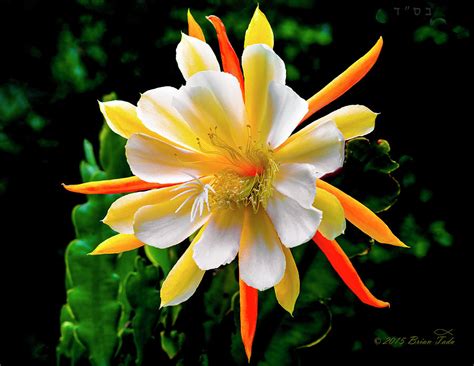 Learn how to take care of your sunburned. Orchid Cactus Epiphyllum Photograph by Brian Tada