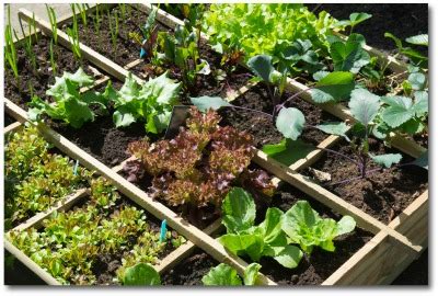 We did not find results for: Small Vegetable Garden Plans and Ideas