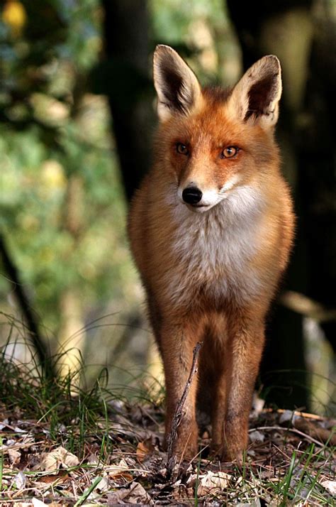 Fox By Nils Poldervaart On 500px With Images Animals Beautiful