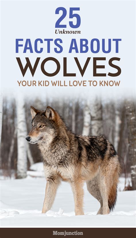 25 Unknown Wolf Facts And Information For Kids