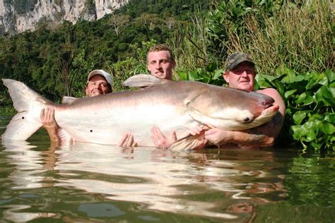 10 Biggest Catfish World Records Of All Time Game And Fish